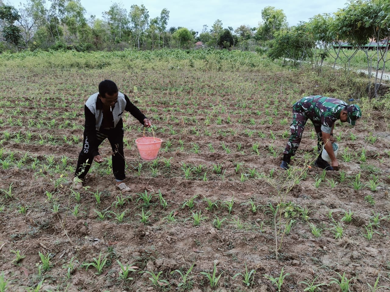 Babinsa Koramil 0826-02 Tlanakan Hadir di Tengah Rakyat, Bantu Petani Rawat Tanaman Jagung