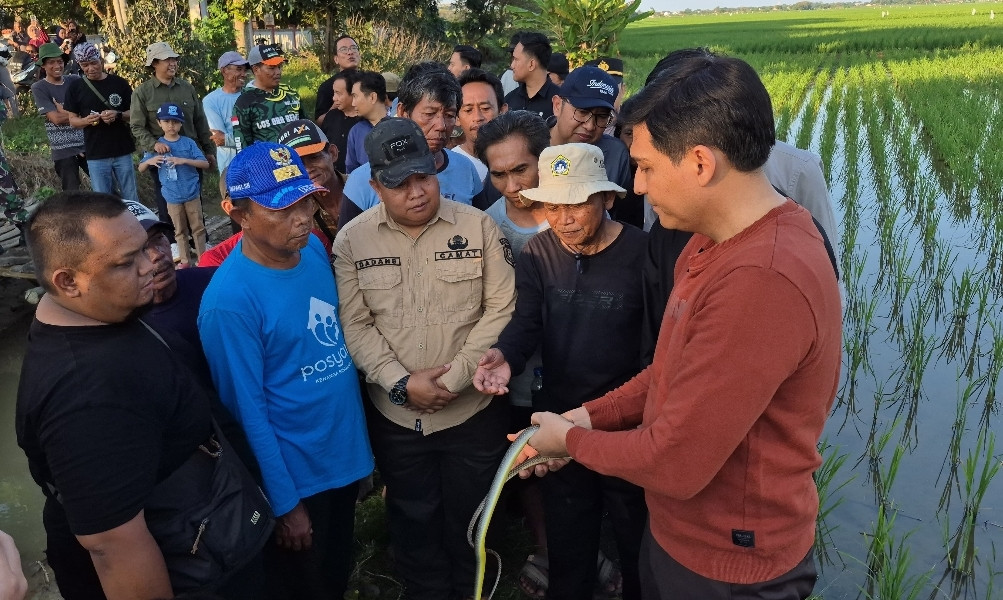 Targetkan 10 Ribu Ular, Strategi Indramayu Perangi Tikus Demi Panen Petani