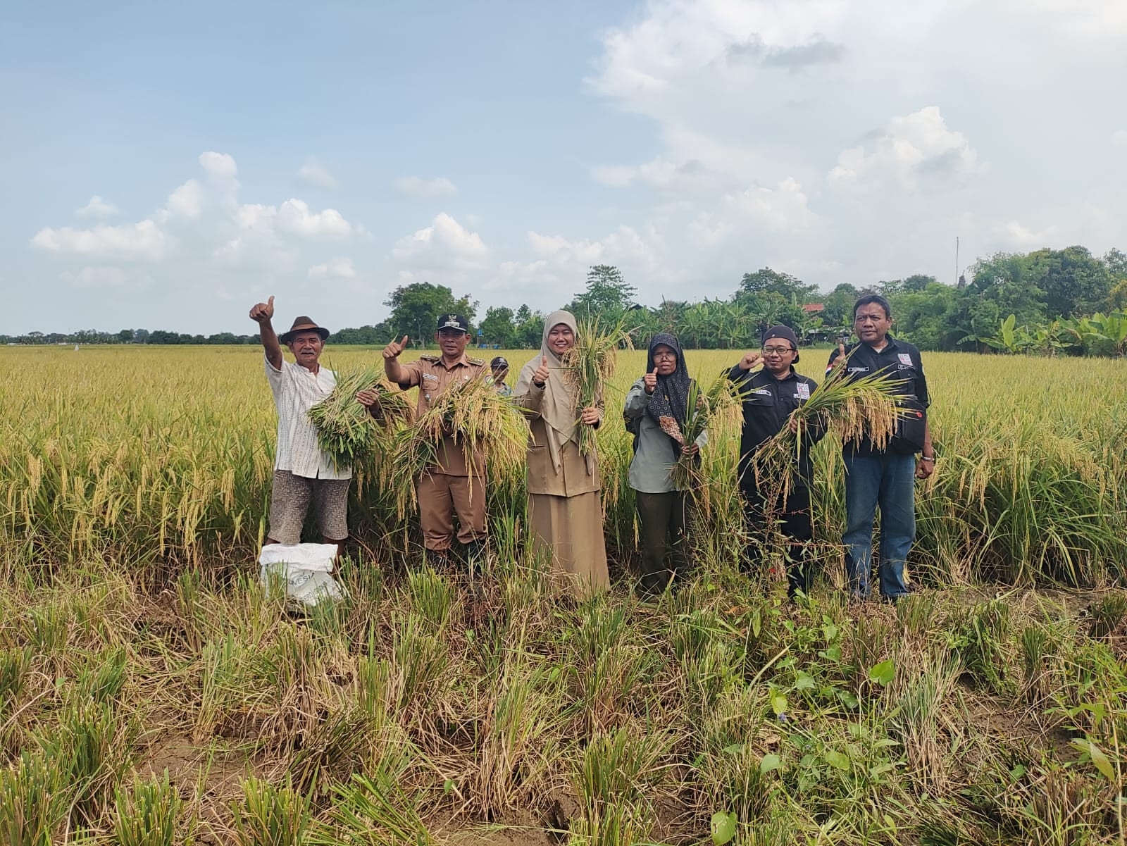 Ubinan di Desa Juntikedokan, Produktivitas Padi Capai 13,92 Ton/Ha GKP