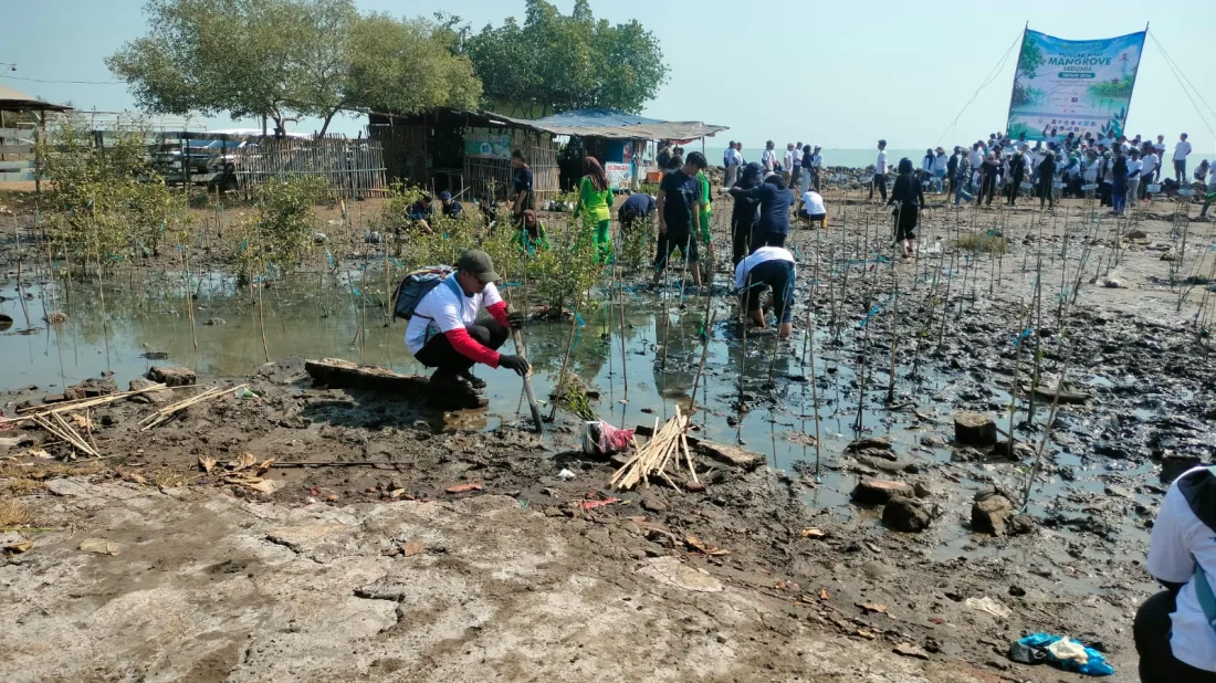 Jadi Paru-Paru Dunia, 1 Pohon Mangrove untuk 3 Manusia