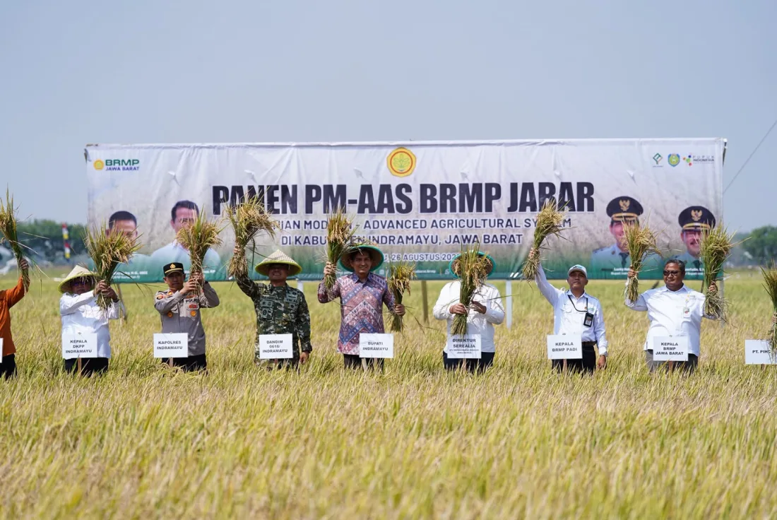 Hasil Ubinan BPS, Produktivitas Padi PM-AAS di Plosokerep Capai 10,45 Ton per Hektare